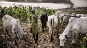 Court jails herdsmen for willful destruction of farmlands